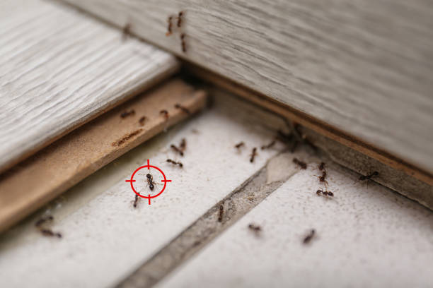 Best Insect Control  in New Johnsonville, TN