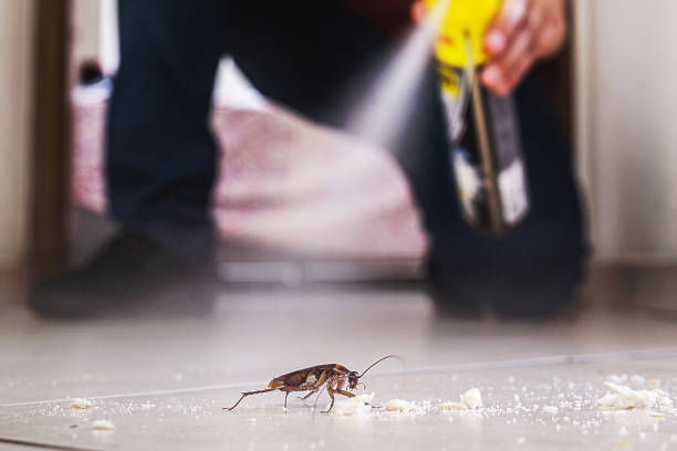 Best Spider Control Near Me  in New Johnsonville, TN